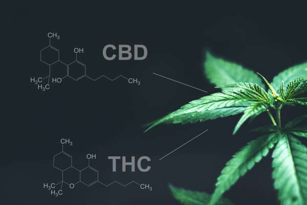  Hope or Hype: Medizinisches Cannabis – Von den Grundlagen bis zum ersten Patienten		