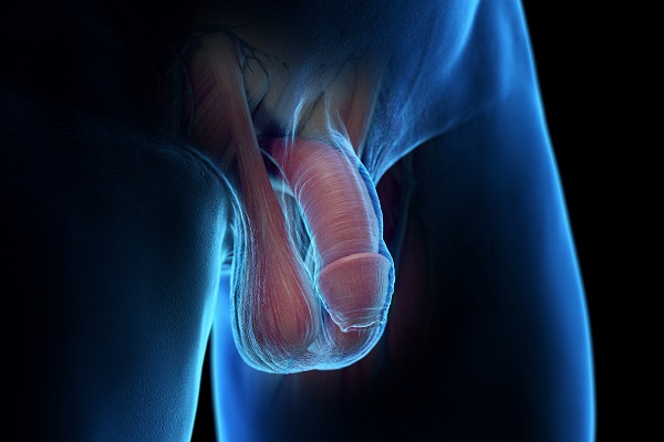 Möglichkeiten der Penisrekonstruktion vom Haut- bis zum Totalverlust