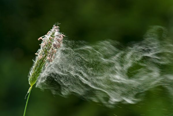 Fortbildung: Allergologie – Perspektiven und Entwicklungen