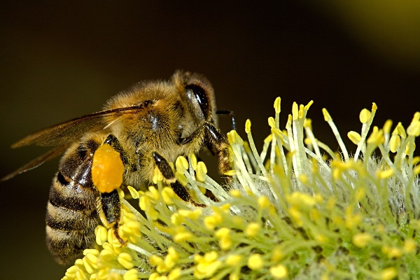 Diagnose und Therapie der Bienen und Wespengiftallergie