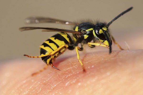Brennpunkt Allergologie: Insektengift-Allergie: Therapie und Notfallmanagement